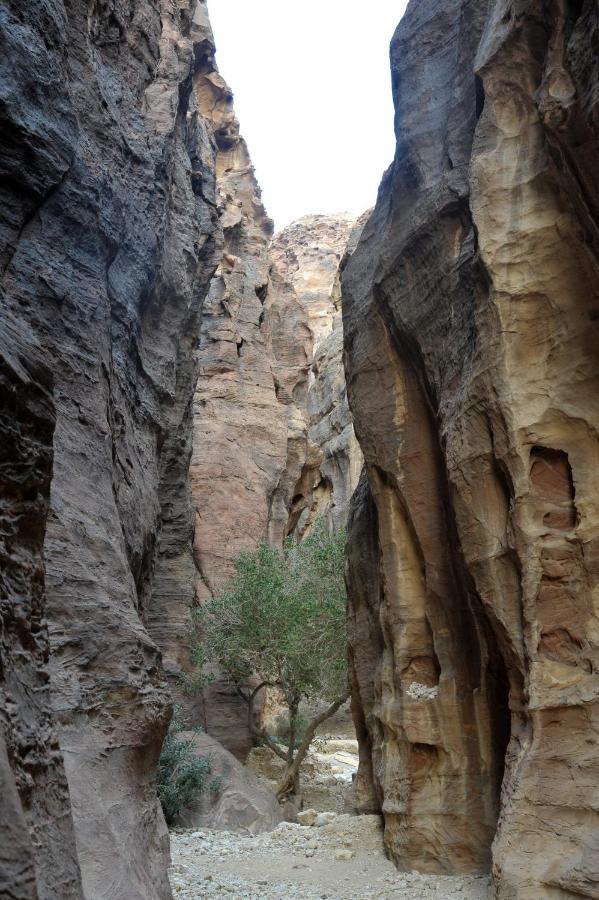 The Rock Camp Petra Hotel Wadi Musa Luaran gambar